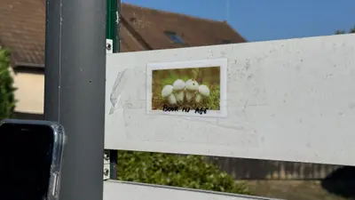 Un champignon, un message, une énigme